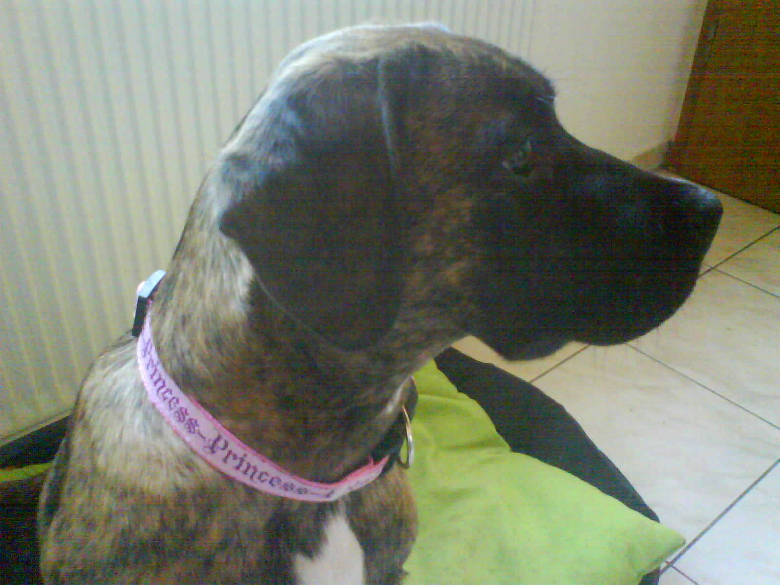 Theo (Deutscher Boxer, Deutscher Schäferhund, Labrdor) Deutscher Boxer Deutscher Schäferhund Labrador 